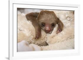 Hoffmann'S Two-Toed Sloth (Choloepus Hoffmanni) Orphaned Baby With Cuddly Toy-Suzi Eszterhas-Framed Photographic Print