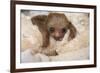 Hoffmann'S Two-Toed Sloth (Choloepus Hoffmanni) Orphaned Baby With Cuddly Toy-Suzi Eszterhas-Framed Photographic Print