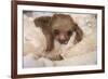 Hoffmann'S Two-Toed Sloth (Choloepus Hoffmanni) Orphaned Baby With Cuddly Toy-Suzi Eszterhas-Framed Photographic Print