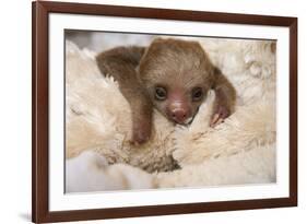 Hoffmann'S Two-Toed Sloth (Choloepus Hoffmanni) Orphaned Baby With Cuddly Toy-Suzi Eszterhas-Framed Photographic Print