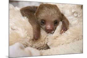 Hoffmann'S Two-Toed Sloth (Choloepus Hoffmanni) Orphaned Baby With Cuddly Toy-Suzi Eszterhas-Mounted Photographic Print