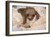 Hoffmann'S Two-Toed Sloth (Choloepus Hoffmanni) Orphaned Baby With Cuddly Toy-Suzi Eszterhas-Framed Photographic Print