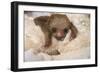 Hoffmann'S Two-Toed Sloth (Choloepus Hoffmanni) Orphaned Baby With Cuddly Toy-Suzi Eszterhas-Framed Photographic Print