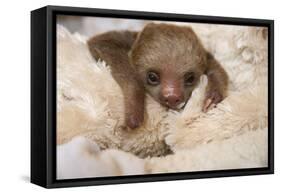 Hoffmann'S Two-Toed Sloth (Choloepus Hoffmanni) Orphaned Baby With Cuddly Toy-Suzi Eszterhas-Framed Stretched Canvas