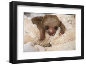 Hoffmann'S Two-Toed Sloth (Choloepus Hoffmanni) Orphaned Baby With Cuddly Toy-Suzi Eszterhas-Framed Premium Photographic Print