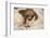 Hoffmann'S Two-Toed Sloth (Choloepus Hoffmanni) Orphaned Baby With Cuddly Toy-Suzi Eszterhas-Framed Photographic Print