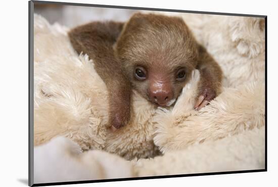 Hoffmann'S Two-Toed Sloth (Choloepus Hoffmanni) Orphaned Baby With Cuddly Toy-Suzi Eszterhas-Mounted Photographic Print