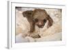 Hoffmann'S Two-Toed Sloth (Choloepus Hoffmanni) Orphaned Baby With Cuddly Toy-Suzi Eszterhas-Framed Photographic Print