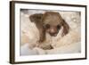 Hoffmann'S Two-Toed Sloth (Choloepus Hoffmanni) Orphaned Baby With Cuddly Toy-Suzi Eszterhas-Framed Photographic Print