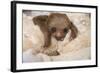 Hoffmann'S Two-Toed Sloth (Choloepus Hoffmanni) Orphaned Baby With Cuddly Toy-Suzi Eszterhas-Framed Photographic Print