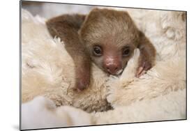 Hoffmann'S Two-Toed Sloth (Choloepus Hoffmanni) Orphaned Baby With Cuddly Toy-Suzi Eszterhas-Mounted Photographic Print
