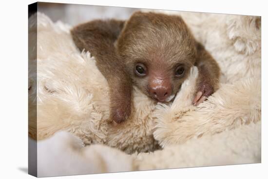 Hoffmann'S Two-Toed Sloth (Choloepus Hoffmanni) Orphaned Baby With Cuddly Toy-Suzi Eszterhas-Stretched Canvas