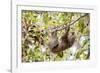 Hoffmann's two-toed sloth hanging from tree branch, Panama-Paul Williams-Framed Photographic Print