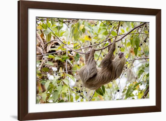 Hoffmann's two-toed sloth hanging from tree branch, Panama-Paul Williams-Framed Photographic Print