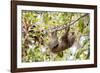 Hoffmann's two-toed sloth hanging from tree branch, Panama-Paul Williams-Framed Photographic Print