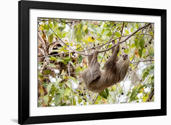 Hoffmann's two-toed sloth hanging from tree branch, Panama-Paul Williams-Framed Photographic Print