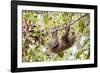 Hoffmann's two-toed sloth hanging from tree branch, Panama-Paul Williams-Framed Photographic Print