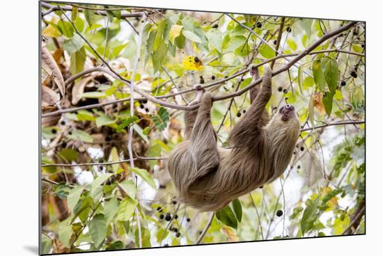 Hoffmann's two-toed sloth hanging from tree branch, Panama-Paul Williams-Mounted Photographic Print