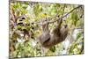 Hoffmann's two-toed sloth hanging from tree branch, Panama-Paul Williams-Mounted Photographic Print