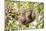 Hoffmann's two-toed sloth hanging from tree branch, Panama-Paul Williams-Mounted Photographic Print