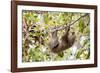 Hoffmann's two-toed sloth hanging from tree branch, Panama-Paul Williams-Framed Photographic Print