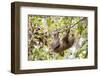 Hoffmann's two-toed sloth hanging from tree branch, Panama-Paul Williams-Framed Photographic Print