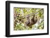 Hoffmann's two-toed sloth hanging from tree branch, Panama-Paul Williams-Framed Photographic Print