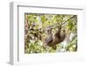 Hoffmann's two-toed sloth hanging from tree branch, Panama-Paul Williams-Framed Photographic Print