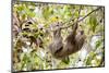 Hoffmann's two-toed sloth hanging from tree branch, Panama-Paul Williams-Mounted Photographic Print