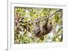 Hoffmann's two-toed sloth hanging from tree branch, Panama-Paul Williams-Framed Photographic Print