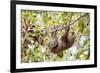 Hoffmann's two-toed sloth hanging from tree branch, Panama-Paul Williams-Framed Photographic Print