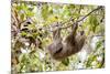 Hoffmann's two-toed sloth hanging from tree branch, Panama-Paul Williams-Mounted Photographic Print