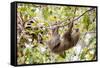 Hoffmann's two-toed sloth hanging from tree branch, Panama-Paul Williams-Framed Stretched Canvas