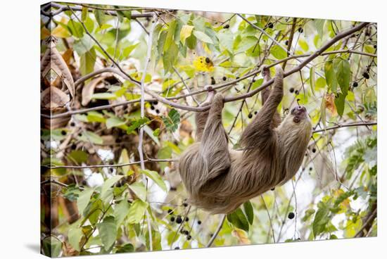 Hoffmann's two-toed sloth hanging from tree branch, Panama-Paul Williams-Stretched Canvas