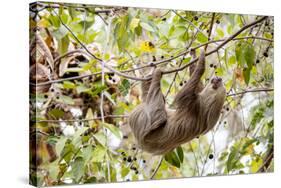 Hoffmann's two-toed sloth hanging from tree branch, Panama-Paul Williams-Stretched Canvas