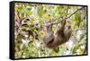 Hoffmann's two-toed sloth hanging from tree branch, Panama-Paul Williams-Framed Stretched Canvas
