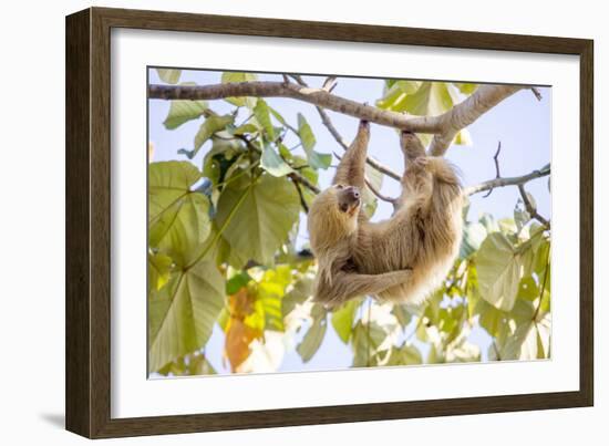 Hoffmann's two-toed sloth hanging from tree branch, Panama-Paul Williams-Framed Photographic Print