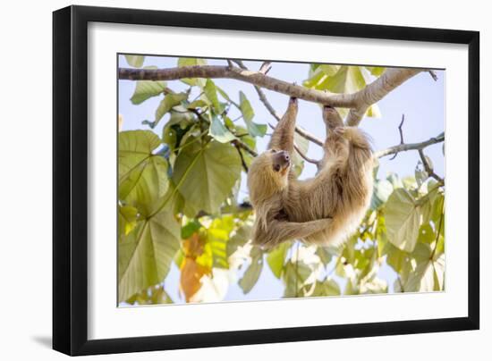 Hoffmann's two-toed sloth hanging from tree branch, Panama-Paul Williams-Framed Photographic Print