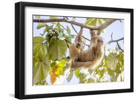 Hoffmann's two-toed sloth hanging from tree branch, Panama-Paul Williams-Framed Photographic Print