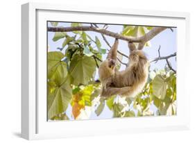 Hoffmann's two-toed sloth hanging from tree branch, Panama-Paul Williams-Framed Photographic Print