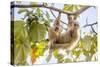 Hoffmann's two-toed sloth hanging from tree branch, Panama-Paul Williams-Stretched Canvas