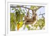 Hoffmann's two-toed sloth hanging from tree branch, Panama-Paul Williams-Framed Photographic Print