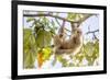 Hoffmann's two-toed sloth hanging from tree branch, Panama-Paul Williams-Framed Photographic Print