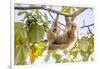 Hoffmann's two-toed sloth hanging from tree branch, Panama-Paul Williams-Framed Photographic Print