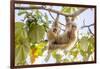 Hoffmann's two-toed sloth hanging from tree branch, Panama-Paul Williams-Framed Photographic Print