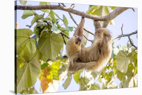 Hoffmann's two-toed sloth hanging from tree branch, Panama-Paul Williams-Stretched Canvas