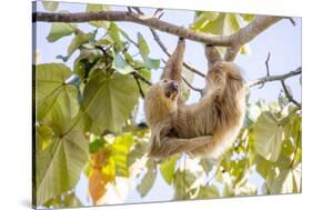 Hoffmann's two-toed sloth hanging from tree branch, Panama-Paul Williams-Stretched Canvas