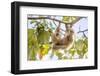 Hoffmann's two-toed sloth hanging from tree branch, Panama-Paul Williams-Framed Photographic Print