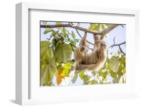 Hoffmann's two-toed sloth hanging from tree branch, Panama-Paul Williams-Framed Photographic Print