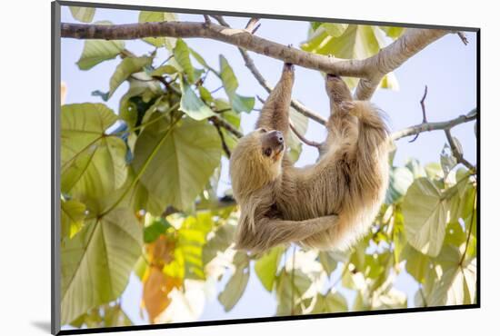 Hoffmann's two-toed sloth hanging from tree branch, Panama-Paul Williams-Mounted Photographic Print